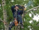 Нормативный акт об оперативном удалении аварийных деревьев разрабатывается в Харьковском горсовете